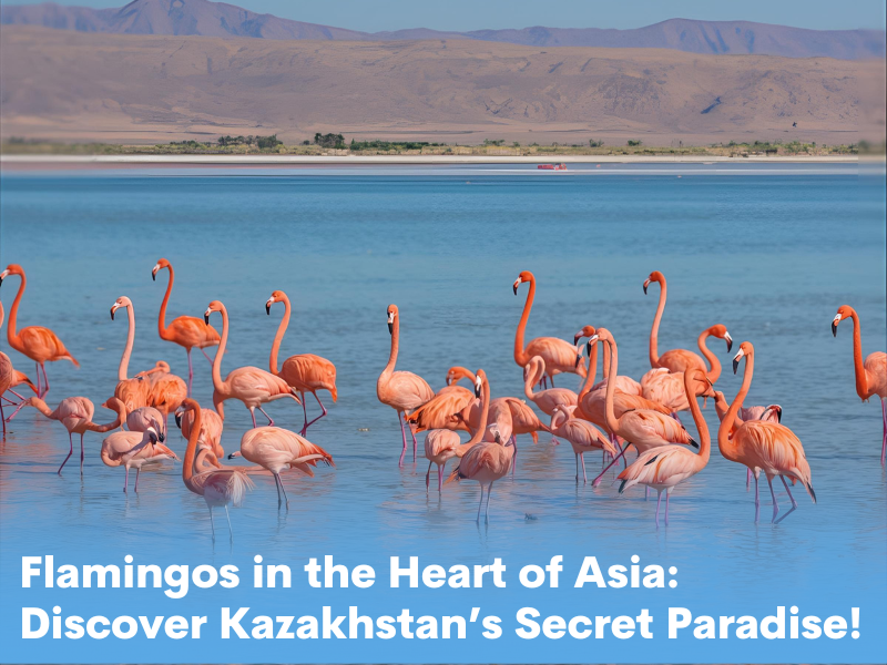 Flamingos in the Heart of Asia: Discover Kazakhstan’s Secret Paradise!