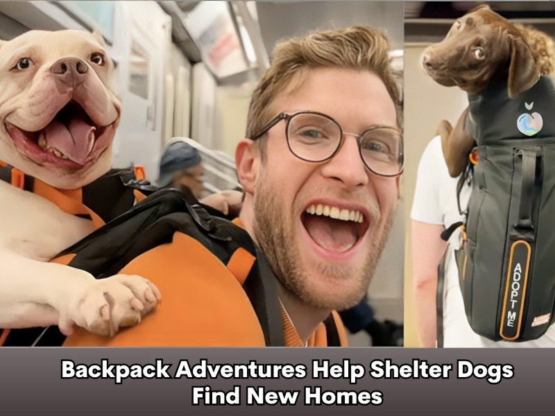 Backpack Adventures Help Shelter Dogs Find New Homes