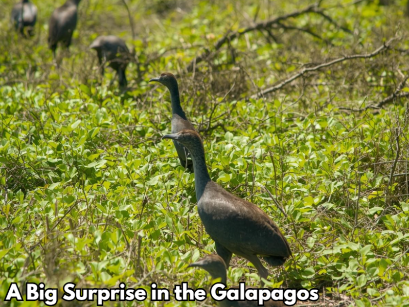 A Big Surprise in the Galapagos