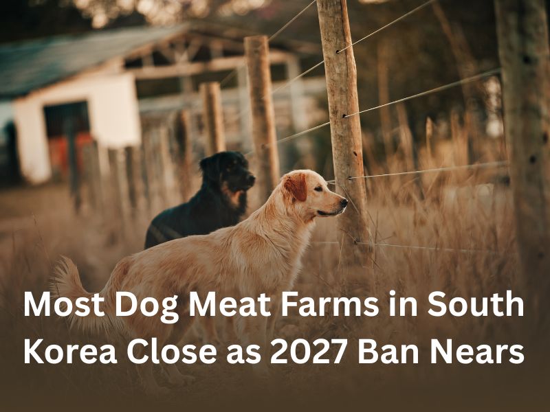 Most Dog Meat Farms in South Korea Close as 2027 Ban Nears