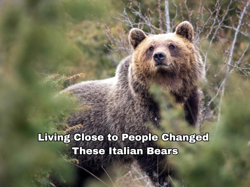 Living Close to People Changed These Italian Bears