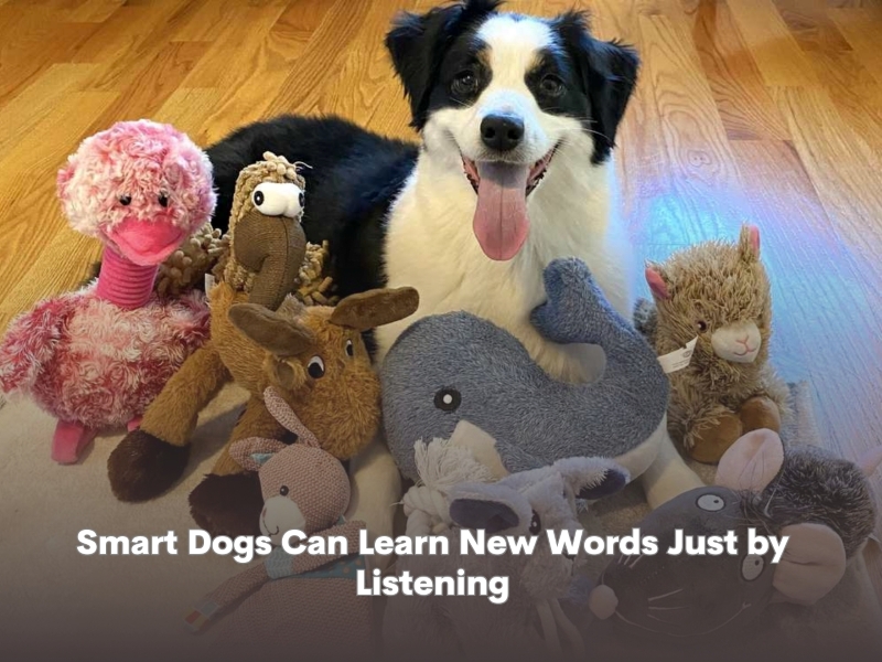 Smart Dogs Can Learn New Words Just by Listening