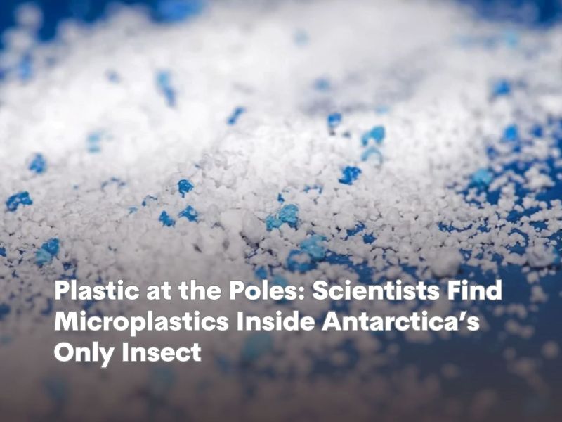 Tiny Plastics, Big Discovery: Pollution Reaches Antarctica’s Only Insect