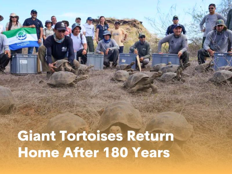 Giant Tortoises Return Home After 180 Years