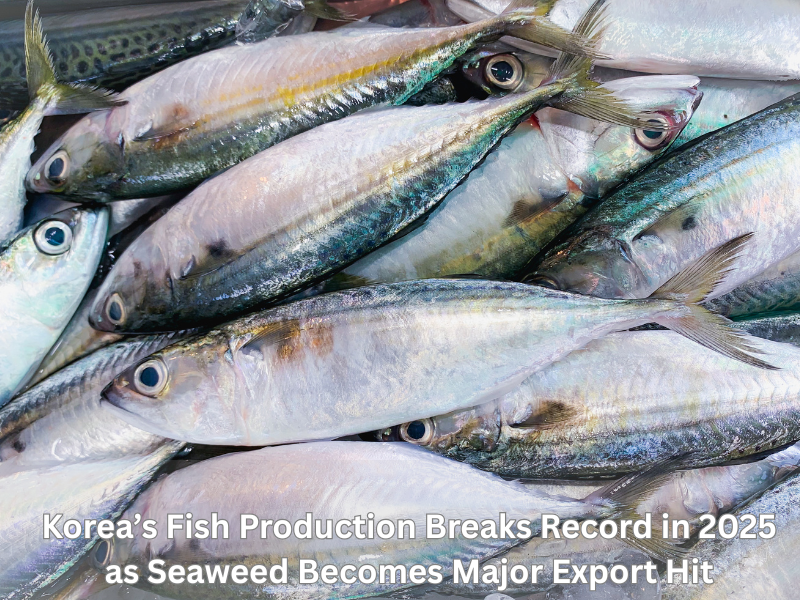 Korea’s Fish Production Breaks Record in 2025  as Seaweed Becomes Major Export Hit