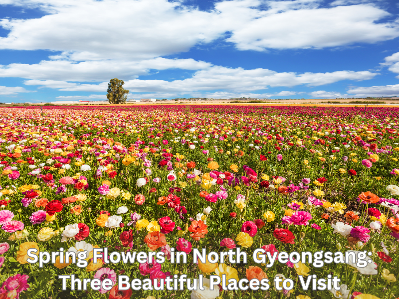 Spring Flowers in North Gyeongsang: Three Beautiful Places to Visit