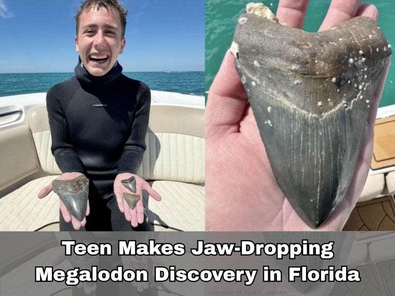 Teen Makes Jaw-Dropping Megalodon Discovery in Florida