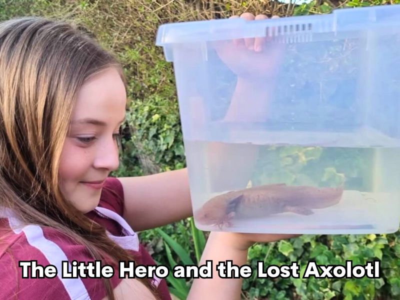 The Little Hero and the Lost Axolotl