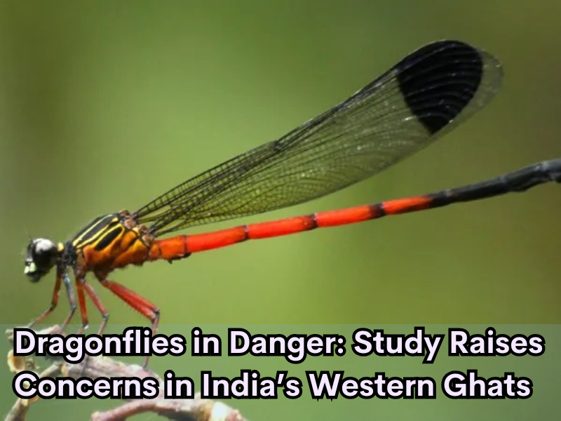 Dragonflies in Danger: Study Raises Concerns in India’s Western Ghats 