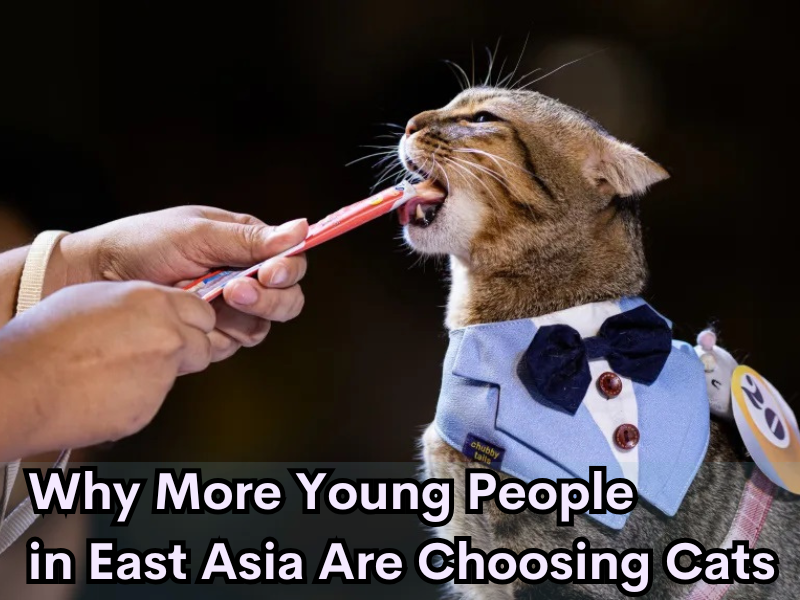  Why More Young People in East Asia Are Choosing Cats 