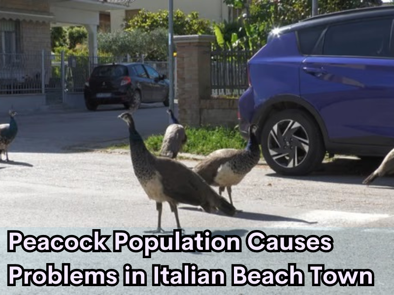 Peacock Population Causes Problems in Italian Beach Town 