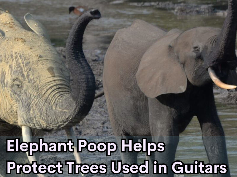 Elephant Poop Helps Protect Trees Used in Guitars 