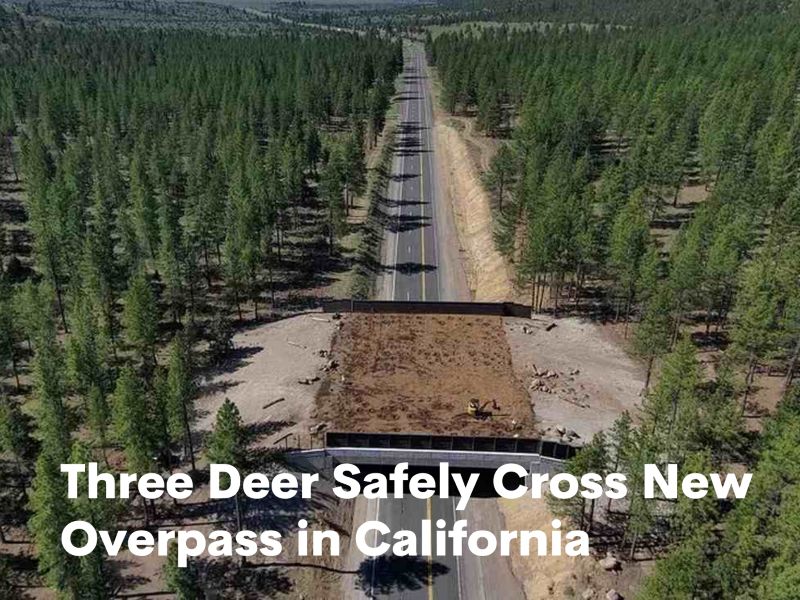 Uplifting News