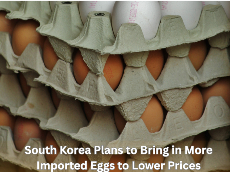 South Korea Plans to Bring in More Imported Eggs to Lower Prices