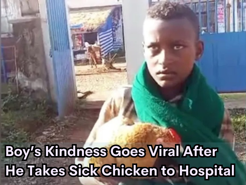 Boy’s Kindness Goes Viral After He Takes Sick Chicken to Hospital 