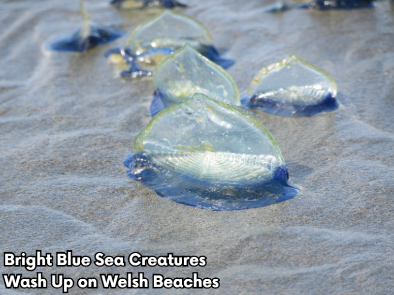 Bright Blue Sea Creatures Wash Up on Welsh Beaches 