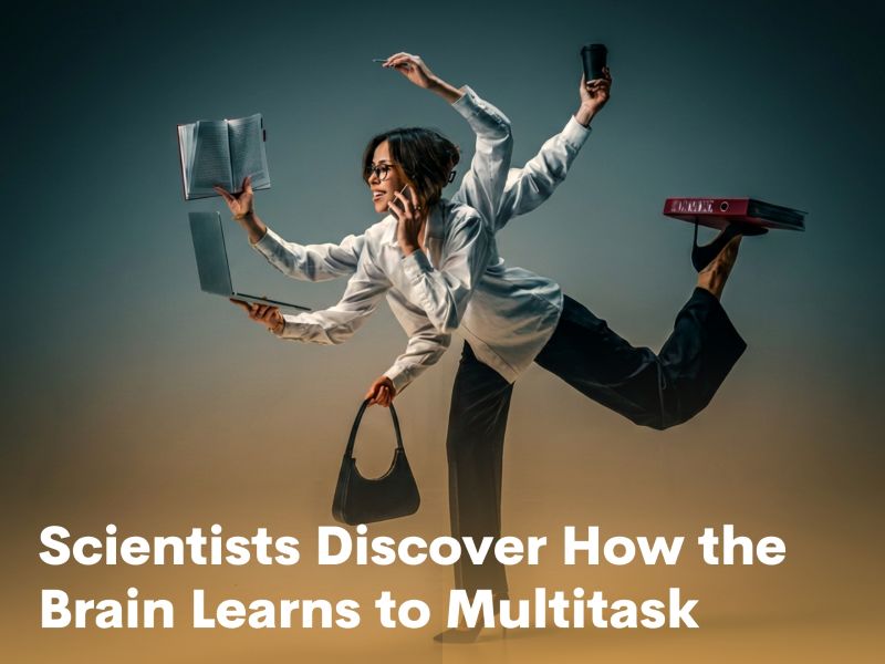 Scientists Discover How the Brain Learns to Multitask