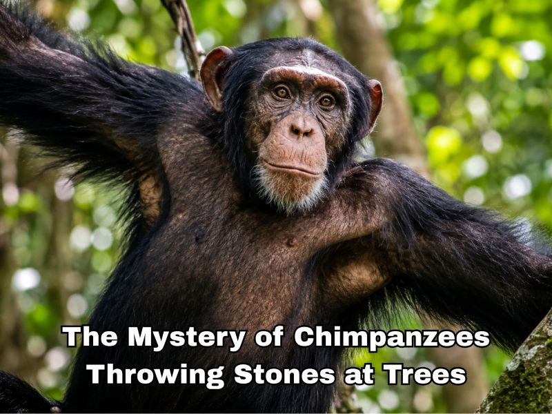 The Mystery of Chimpanzees Throwing Stones at Trees